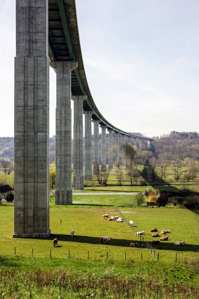 Monumental pillars of LGV viaduct with cows at the base